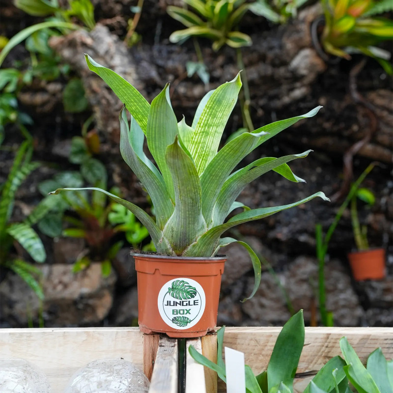 Vriesea gigantea nova Large