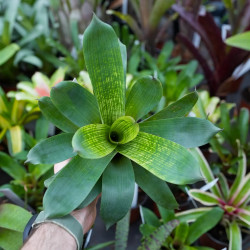 Vriesea gigantea nova une pièce maitresse pour terrarium planté