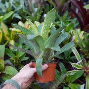 Vriesea gigantea nova une pièce maitresse pour terrarium planté