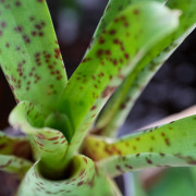 Vriesea guttata – Plante tropicale tachetée pour intérieur et terrarium | JungleBox