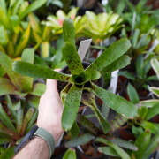 Vriesea guttata – Plante tropicale tachetée pour intérieur et terrarium | JungleBox