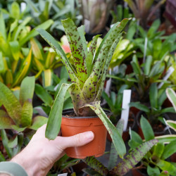 Vriesea guttata – Plante tropicale tachetée pour intérieur et terrarium | JungleBox
