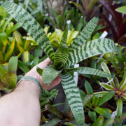 Vriesea juno – Broméliacée tropicale élégante pour intérieur et terrarium | JungleBox
