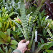 Vriesea juno – Broméliacée tropicale élégante pour intérieur et terrarium | JungleBox