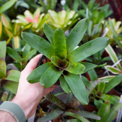 Vriesea rubyae – Broméliacée tropicale rare et élégante pour intérieur | JungleBox