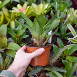 Vriesea rubyae – Broméliacée tropicale rare et élégante pour intérieur | JungleBox