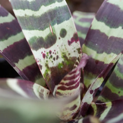 Vriesea splenriet vue de dessus