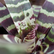 Vriesea splenriet vue de dessus