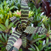 Vriesea splendriet – Broméliacée tropicale zébrée et colorée pour intérieur | JungleBox