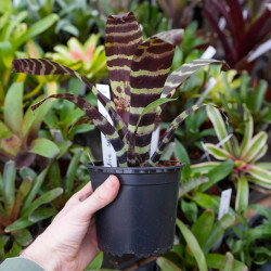 Vriesea splendriet – Broméliacée tropicale zébrée et colorée pour intérieur | JungleBox