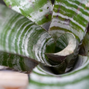 Aechmea chantinii "Purple" – Broméliacée exotique rare | JungleBox