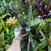 Aechmea chantinii "Purple" – Broméliacée exotique rare | JungleBox