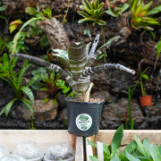 aechmea chantinii "purple"