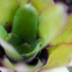 Aechmea pineliana – Broméliacée graphique et exotique | JungleBox