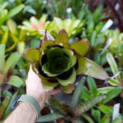 Aechmea pineliana vue de dessus