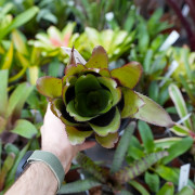 Aechmea pineliana vue de dessus