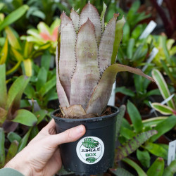Aechmea pineliana – Broméliacée graphique et exotique | JungleBox