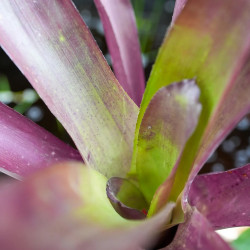 Billbergia red – Broméliacée rouge rare et colorée | JungleBox