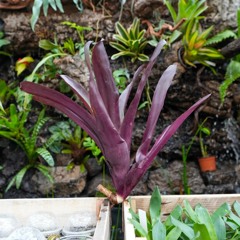 Billbergia red