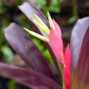 Billbergia red en fleur