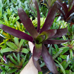 Billbergia red – Broméliacée rouge rare et colorée | JungleBox