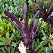 Billbergia red – Broméliacée rouge rare et colorée | JungleBox