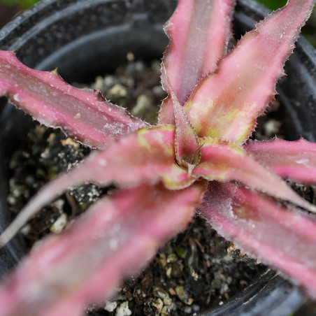 Cryptanthus ti