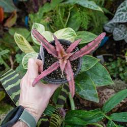 Cryptanthus ti