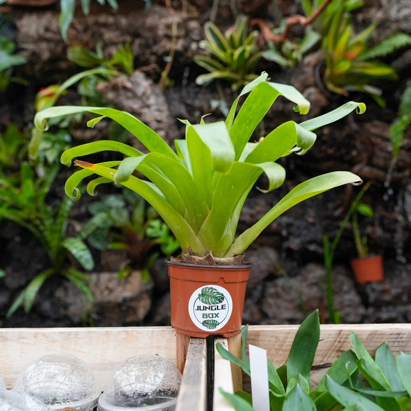 Tillandsia guatemalensis