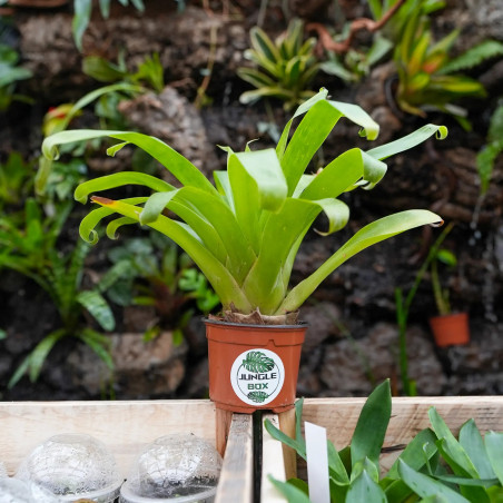 Tillandsia guatemalensis