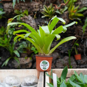 Tillandsia guatemalensis