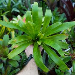 Tillandsia guatemalensis – Plante aérienne exotique