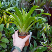 Tillandsia guatemalensis – Plante aérienne exotique