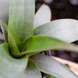 Tillandsia spiraliflora – Plante aérienne rare et élégante | JungleBox