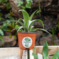Tillandsia spiraliflora