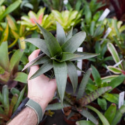 Tillandsia spiraliflora – Plante aérienne rare et élégante | JungleBox