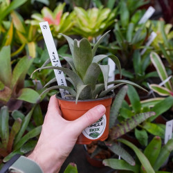 Tillandsia spiraliflora – Plante aérienne rare et élégante | JungleBox