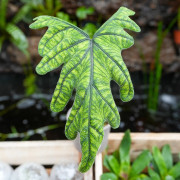 Alocasia jacklyn