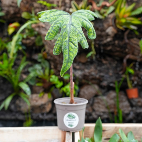 Alocasia jacklyn