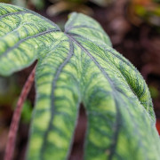 Alocasia jacklyn