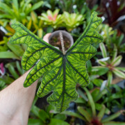 Alocasia jacklyn