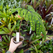 Alocasia jacklyn