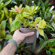 Philodendron brasil