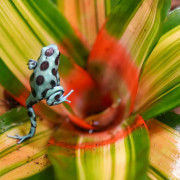 Dendrobates auratus Bronze