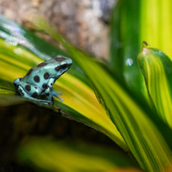 Dendrobates auratus Bronze