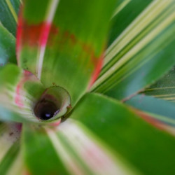Neoregelia ‘Vulcana’ – Broméliacée rouge pour terrarium