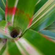 Neoregelia ‘Vulcana’ – Broméliacée rouge pour terrarium