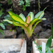 Neoregelia ‘Vulcana’ – Broméliacée rouge pour terrarium