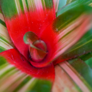 Neoregelia ‘Vulcana’ – Broméliacée rouge pour terrarium