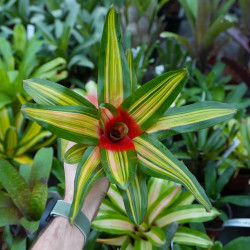 Neoregelia vulcana